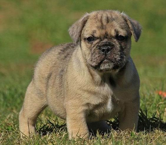 Ngộ nghĩnh là từ chính xác để miêu tả chú chó lai giữa giống chó Pug và chó bun nước Anh English bulldog này.