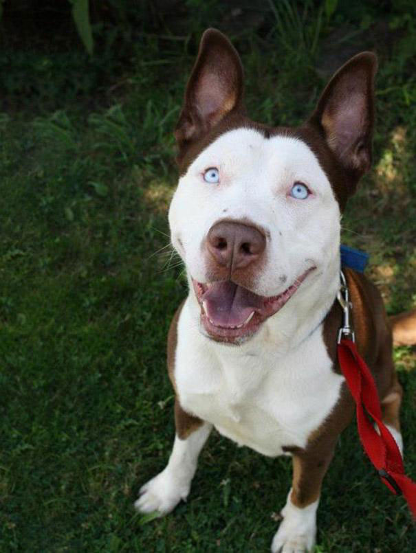 Pitbull và Husky là hai giống chó được nhiều người yêu thích, sự kết hợp hai trong một này lại càng khiến những người yêu động vật phát cuồng vì quá dễ thương.