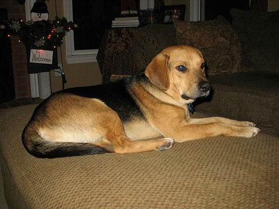 Con lai giữa giống chó chăn cừu Đứa German Shepard và giống chó săn thỏ Beagle sẽ là một con chó vừa dễ nuôi lại thân thiện, hoạt bát và trung thành, dũng cảm với vẻ ngoài vừa ngầu vừa bảnh.