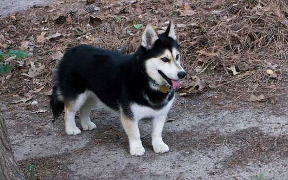 Một biến thể lai tuyệt đẹp khác giữa giống chó Corgi và Husky.