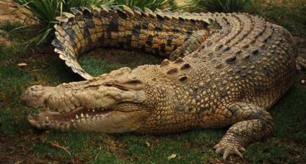 Trung bình mỗi năm có khoảng 1500 đến 2000 người bị cá sấu tấn công và không có cơ hội kể lại câu chuyện kích thích thần kinh đó.