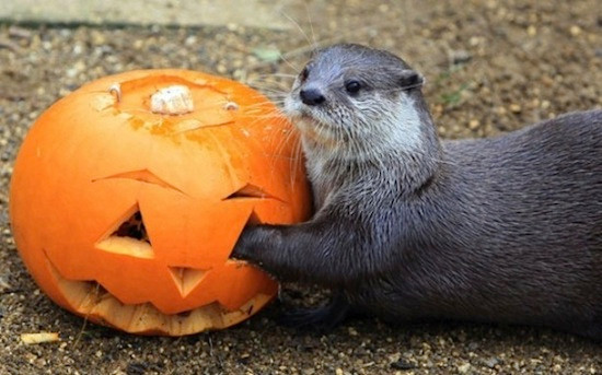 Cư ngụ dưới nước là chính nhưng lễ hội Halloween vẫn luôn là lễ hội yêu thích của hải cẩu.