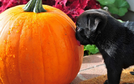 Lần đầu nghe nói đến Halloween, chú chó này tưởng rằng bí ngô là để ăn.
