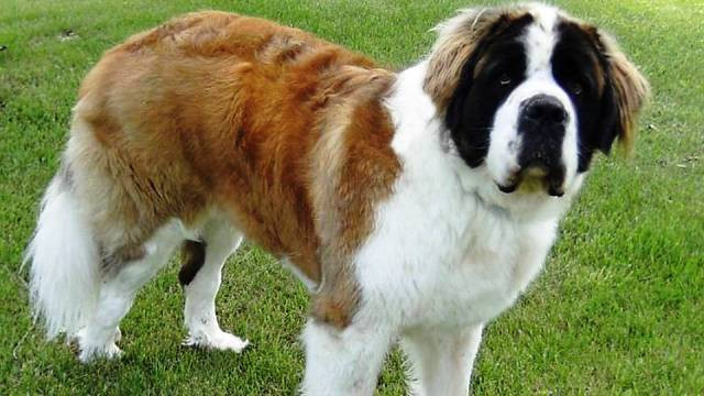 Saint Bernard là giống chó khổng lồ có nguồn gốc từ Ý và Alps Thụy Sĩ, ban đầu được nuôi với mục đích cứu hộ. Giống này đã trở nên nổi tiếng qua câu chuyện về việc giải cứu trên núi cao, cũng như kích thước to lớn của nó. Tuy nhiên, cũng giống như những con chó khổng lồ khác, chúng bắt buộc phải được đào tạo để hòa đồng với người lạ và những con chó khác từ khi còn bé, nếu không hành vi bá đạo của kẻ to lớn này có thể gây thương tích tồi tệ cho nạn nhân.