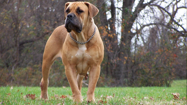 Boer Boel là một loài chó lớn có nguồn gốc từ Nam Phi, được lai tạo với mục đích bảo vệ nhà, trang trại. Dữ tợn, giỏi theo dõi, sẵn sàng tấn công kẻ thù quyết liệt, loài chó này có thể khiến bất cứ ai trêu chọc nó phải trả giá bằng tính mạng của mình.