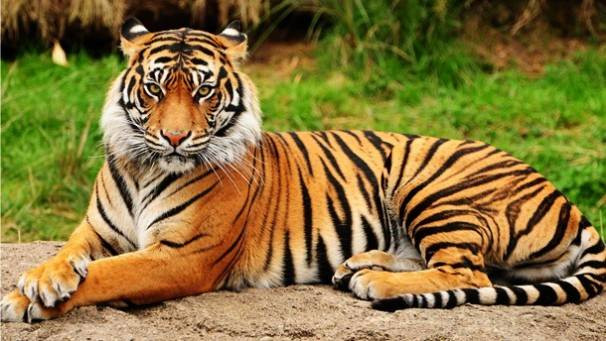 Hổ được mệnh danh là chúa sơn lâm và ngai vàng của ông vua rừng xanh cũng thấm máu của con người khi giết khoảng 100 người mỗi năm.
