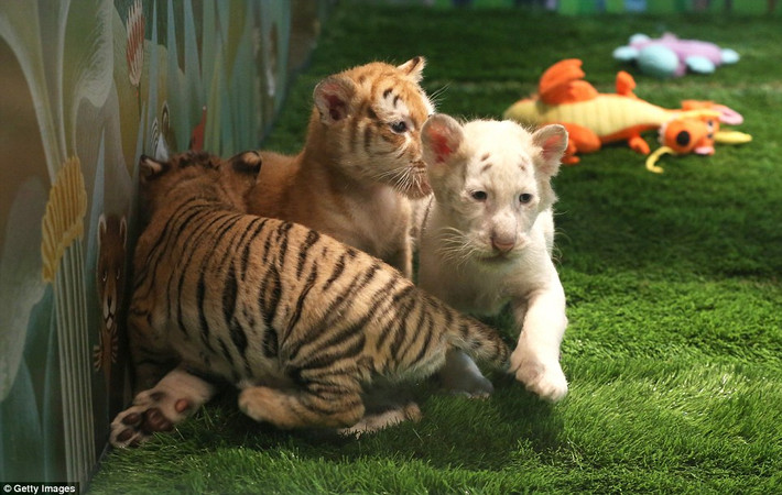 Nghệ sĩ Siegfried nói với phóng viên rằng ông hy vọng sự ra đời của bốn chú hổ con tuyệt đẹp này sẽ đóng một vai trò quan trọng trong nỗ lực bảo vệ loài động vật này.