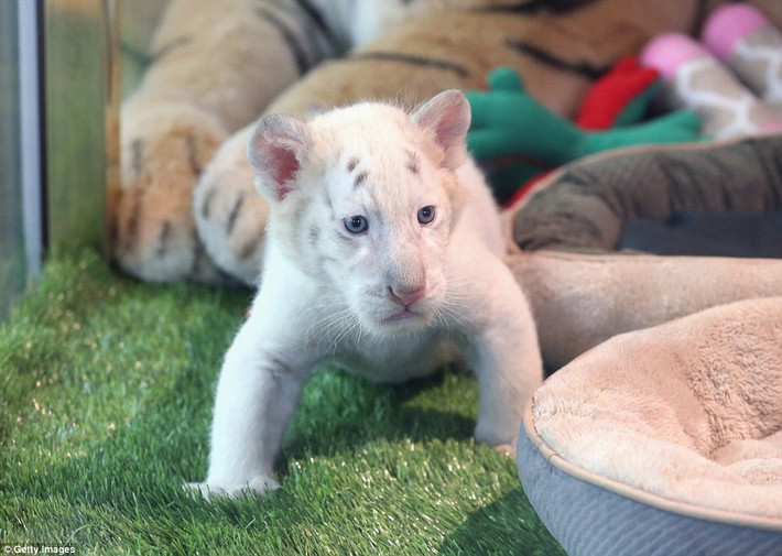 Cặp nghệ sĩ Siegfried & Roy chính thức cho ra mắt bốn con hổ trắng Bengal con cực hiếm mới được 5 tuần tuổi cực kỳ đáng yêu với người hâm mộ tại The Mirage Hotel and Casino (Khách sạn và sòng bài Ảo ảnh) ở Las Vegas.