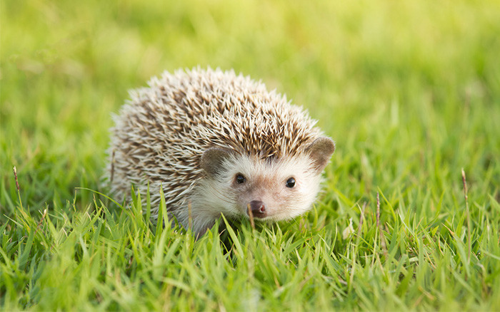 Tên nhím gai trong tiếng anh là hedgehog xuất hiện kể từ năm 1450 xuất phát từ một từ tiếng Anh thời trung cổ là heyghoge, với heyg, hegge (có nghĩa là "rào chắn"), bởi vì chúng thường hay quanh quẩn gần hàng rào và có bộ lông sắc nhọn như một lớp rào chắn bảo vệ. Kết hợp với đó từ hoge, hogge (có nghĩa là "heo"), từ chiếc mũi giống như heo của chúng thành hedgehog.
