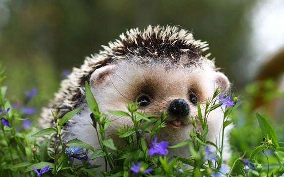 Khi còn bé nhím gai được gọi bằng một danh từ đặc biệt dễ thương là hoglet chứ không phải hedgehog baby.