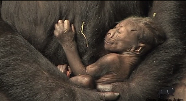 Zachary ngủ ngoan trong lòng mẹ.