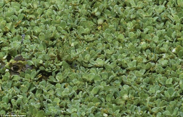 Ánh mắt của một sát thủ đang nhìn bạn, bạn thực sự nhìn ra?
