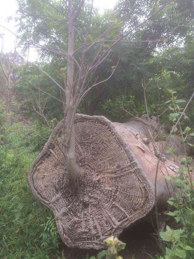 Một cây Baobab tái sinh từ phần còn lại của nó.