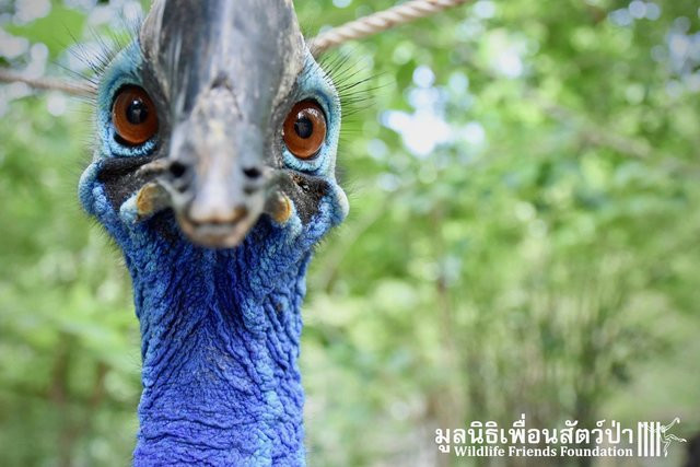 Với đôi lông mi dài, mỏng manh và khuôn mặt màu xanh sống động, loài chim nguy hiểm nhất thế giới, chim đà điểu đầu mào phương Nam có cái tên Bernie thực sự rất thu hút.