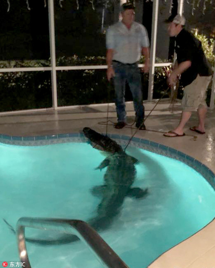 Tại Florida, Mỹ, con cá sấu dài tới gần 4m đã lẻn vào bể bơi nhà dân. May mắn thay, nó được phát hiện kịp thời và bị cảnh sát bắt gọn.