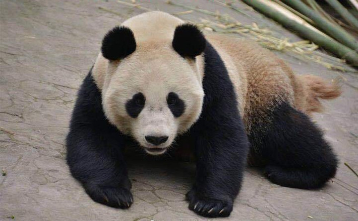 Theo thông tin đăng tải, 8 tháng trước, 4 con gấu trúc đáng yêu có tên Băng Thanh, Băng Hoa, Phổ Phổ, Phát Phát được đưa đến định cư tại một công viên động vật hoang dã tại Thẩm Dương, Liêu Ninh.