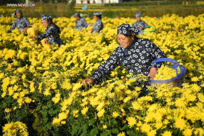 Người dân vui mừng vì hoa năm được mùa.