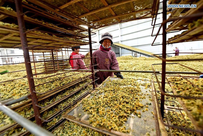 Các công nhân trông nom việc sấy khô hoa cúc trong nhà máy.