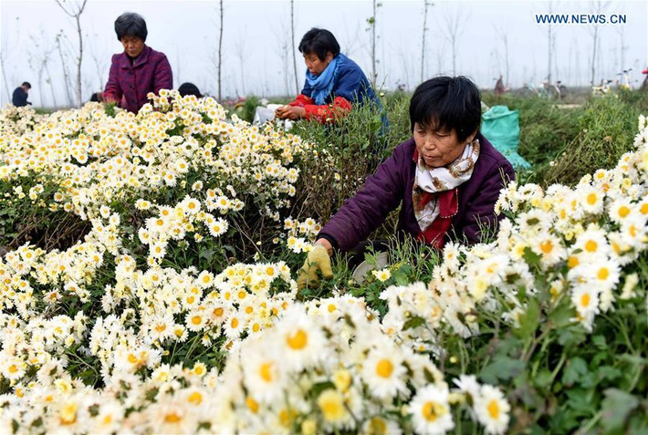 Cứ mỗi mùa hoa cúc đơm hoa, người dân ở đây lại tất bật hái hoa về nhà máy chế biến thảo dược.