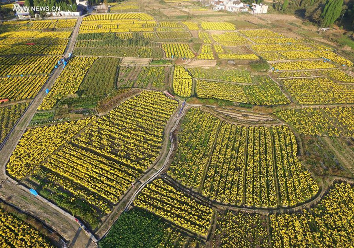 Những ruộng hoa cúc vàng rực tại làng Xinzhuang.