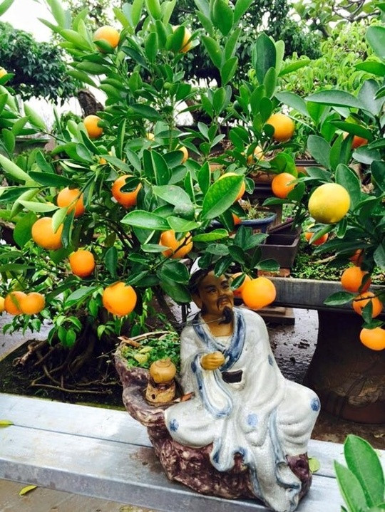 Trong khoảng 3-4 năm trở lại đây, quất bonsai chính là đặc sản được những người sành chơi cây cảnh ưa chuộng. Những cây quất bonsai thường được đưa vào một dáng, thế và gắn với một sự tích, câu chuyện nào đó có ý nghĩa dịp Tết Nguyên đán. Ảnh: Motthegioi.