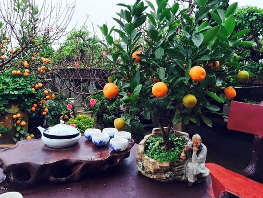 Quất bonsai tuy có kích thước nhỏ gọn nhưng chính cái thế, cáng dáng và công chăm sóc, bón tỉa chăm chút để cây nở kịp hoa, ra đủ quả dịp Tết của các nghệ nhân đã khiến giá tăng lên cao vọt. Có những cây quất bonsai trị giá tới 30-40 triệu đồng/cây chỉ cao tầm 20-40cm. Ảnh: Motthegioi.
