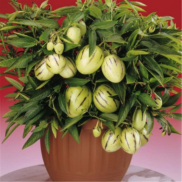 Dưa Pepino kiểng: Dưa Pepino hay còn gọi là dưa hấu Nam Mỹ có trọng lượng chỉ 200-300gram mỗi trái, được du nhập vào Việt Nam gần một năm nay. Ảnh: Internet.