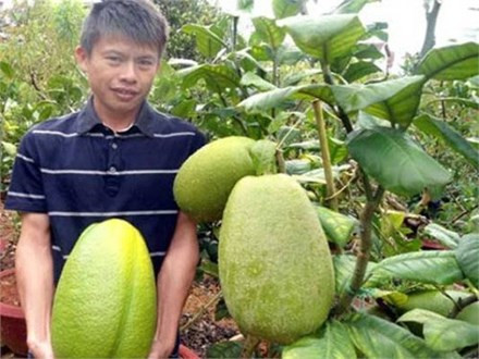 Quả chanh yên ra vào tháng 6, màu vàng chanh khi chín, vỏ sần sùi, dày, mùi dịu và thơm; cùi trắng, dịu, nạc, tạo thành phần chính của quả; thịt quả ít, màu trắng và hơi chua. Vỏ quả dùng làm mứt hoặc lấy tinh dầu và làm thuốc trị ho. Dịch quả làm thuốc chống nôn, trị giun, chống hoại huyết. Ảnh: Tiền Phong.