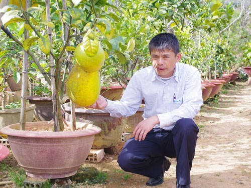Chanh yên (còn gọi thanh yên) có nguồn gốc từ Ấn Độ, Miến Điện, vùng Địa Trung Hải được mang về trồng thành công tại Đà Lạt. Trung bình mỗi vụ mỗi cây chanh trưởng thành cho từ 20 quả trở lên. Do trọng lượng của chanh yên nặng nên nhà vườn phải dùng các cây gỗ chống đỡ để cành cây khỏi gãy. Ảnh: Internet.