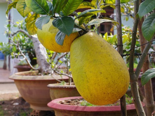 Giống chanh yên khổng lồ nặng trên 2 kg/quả (cá biệt là 5kg), từng có thời điểm rao bán với giá 300.000 đồng/quả. Giá cao nhưng nhiều người có tiền chưa chắc đã mua được. Giống chanh “khủng” này được một số nhà vườn trồng ở Đà Lạt. Ảnh: Internet.