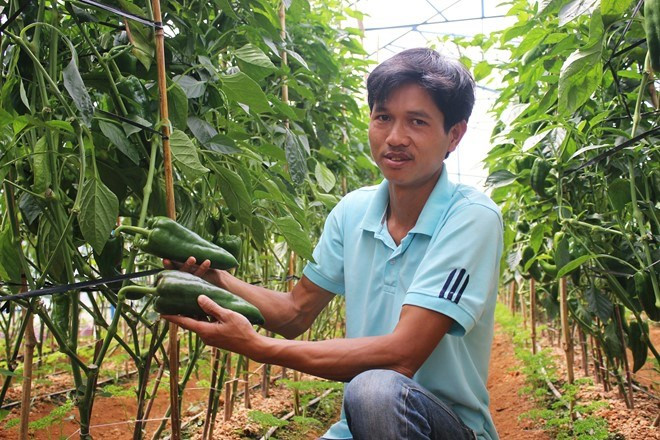 Anh Nguyễn Định (ngụ phường 8, TP Đà Lạt) cho biết giống ớt kích thước khổng lồ này mới được trồng thử nghiệm cách đây vài tháng tại một số nhà vườn. Đây là giống ớt sừng bò nhập khẩu từ Hà Lan, có hàm lượng dinh dưỡng cao, thích hợp chế biến nhiều món ăn như salad, ép nước và xay sinh tố. Ảnh: Zing.