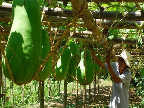Giống bí đao khổng lồ nặng hơn nửa tạ ở làng Chánh Trạch (Mỹ Thọ, Phú Mỹ, Bình Định) mang về nguồn thu nhập chính cho cả trăm hộ dân trong làng. Những giàn bí đao phải cần tới 50-70 cây tre để đảm bảo độ vững chắc. Trái bí dùng lưới, dây treo, nạng tre nâng đỡ. Ảnh: Tuổi trẻ.