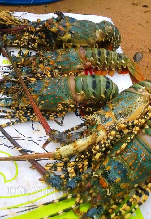 Theo ông Lê Văn Cảnh - Chủ tịch UBND xã Xuân Cảnh (TX Sông Cầu), toàn xã có hơn 510 hộ nuôi tôm hùm, hiện tại có hơn 300 hộ dân đã bị ảnh hưởng do mưa lũ, nhiều hộ nuôi lâm vào cảnh trắng tay vì tôm hùm chết la liệt. Ảnh: Dân Việt.