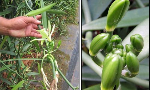 Những cây vani được thụ phấn bằng tay và phải đến 9 tháng sau trái vani mới chín. Quá trình trồng và thu hoạch vani tự nhiên kỳ công như vậy nên nó mới trở nên quý hiếm và đắt đỏ. Ảnh: Internet.