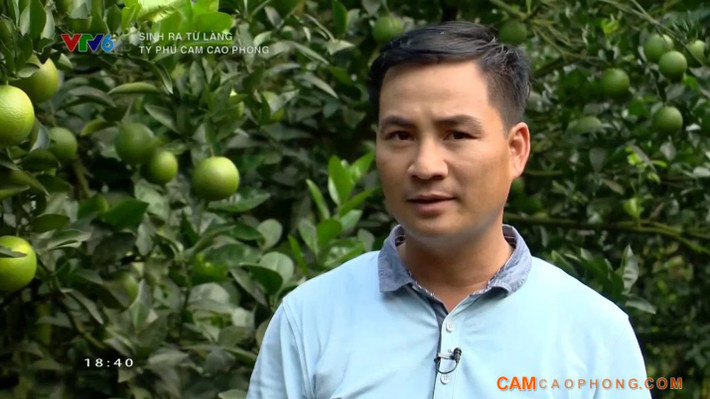 Anh Bùi Việt Bách, một chàng trai dân tộc Mường đã xóa tan nỗi lo hoa quả "ngậm" thuốc, gây dựng thương hiệu cam Cao Phong, đảm bảo chất lượng, tuyệt đối an toàn và đưa về thu nhập làm giàu 4-5 tỷ đồng mỗi năm. Ảnh: VTV.