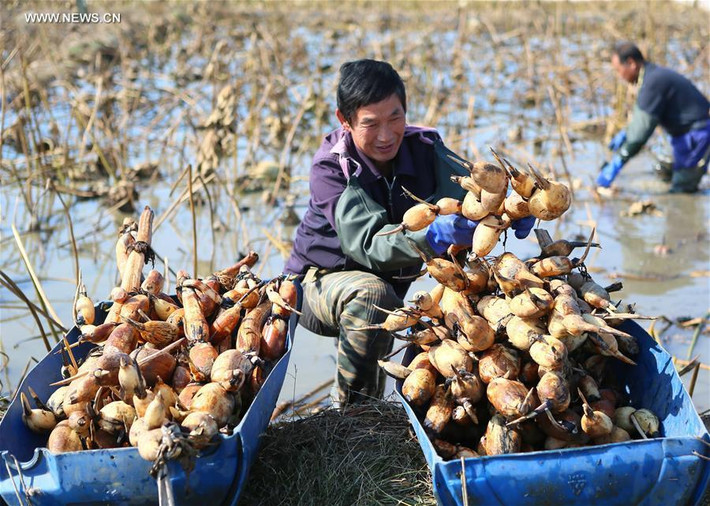 Mùa thu hoạch củ sen năm nay ở Trung Quốc mang về cho người nông dân thu nhập khá cao bởi năng suất và giá thành cao.