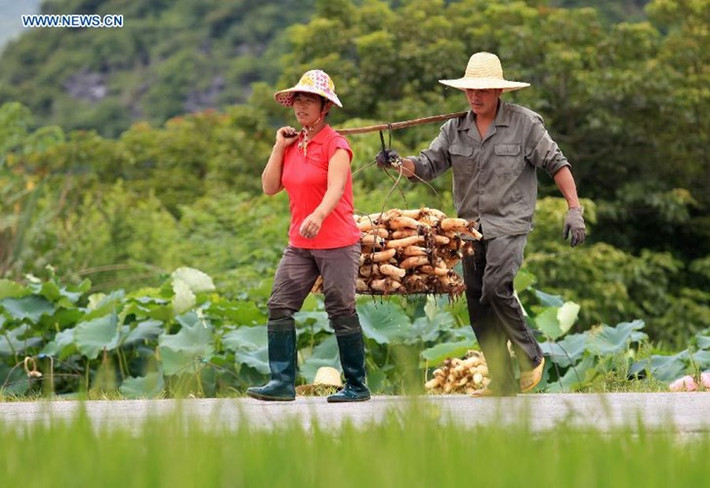 Những người dân gánh củ sen tới nơi tập kết để bán cho thương lái.