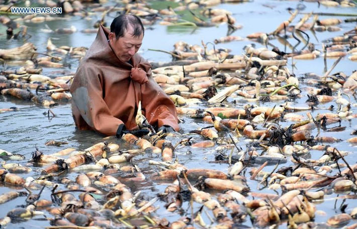 Người dân tất bật thu hoạch củ sen khi vào mùa.