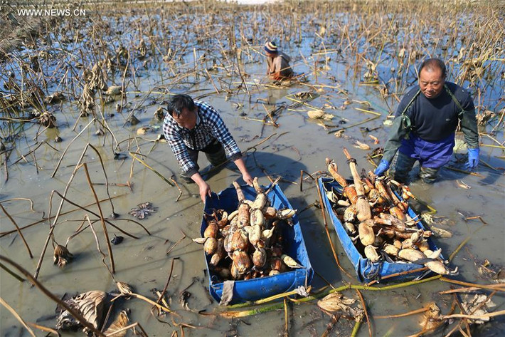 Giá thành và năng suất cao nên người dân trồng sen đều rất phấn khởi.