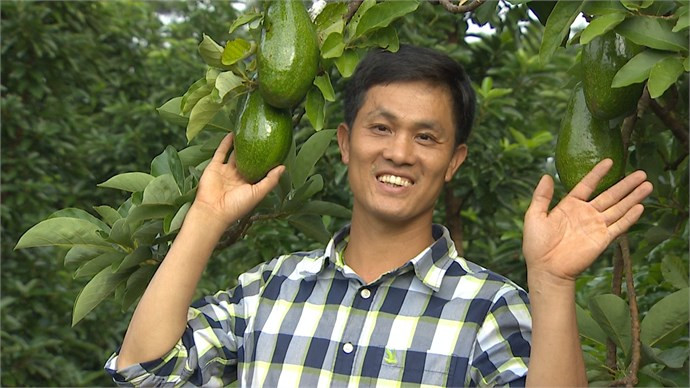 Sau nhiều thất bại, nhận về bài học đắt giá phải đánh đổi bằng gần chục năm tần tảo của cả hai vợ chồng, cuối cùng anh Mười cũng thành công với những trái bơ nặng gần 1kg, lõi vàng, béo ngậy... Ảnh: VTV.
