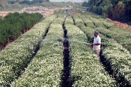 Chia sẻ trên Dân Việt, chị Nguyệt (một hộ trồng cúc họa mi ở Nhật Tân) cho biết: "Năm nay, giá hoa cúc họa mi tăng hơn so với năm ngoái, một bó hoa lớn ước chừng khoảng 40 bó nhỏ, mỗi bó nhỏ đổ buôn cho các thường lái từ 40.000 – 50.000 đồng. Với khoảng gần 1ha, năm nay thu về gần trăm triệu”. Ảnh: Dân Việt.