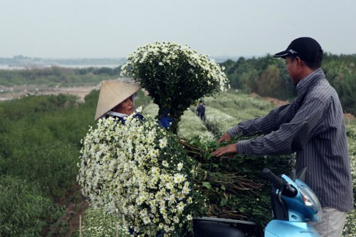 Cuối Thu đầu Đông là thời điểm cúc họa mi nở rộ, những vườn hoa nổi tiếng tại Hà Nội như Nhật Tân, Tây Tựu đã bung nở. Nhiều chủ vườn cúc họa mi đang hối hả thu hoạch hoa để mang đổ buôn cho các thương lái. Nhờ hoa cúc được mùa, được giá, nhiều chủ vườn thu lãi hàng trăm triệu đồng. Ảnh: Dân Việt.