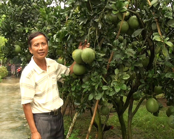 Đến nay, ông Tính đã phát triển lên 5ha bưởi đỏ và bưởi da xanh. Không giấu giếm bí quyết trồng bưởi, ông Tính thường xuyên giúp đỡ những ai yêu nghề trồng bưởi. Từ sự trao đổi, chia sẻ của ông, nhiều hội viên đã có kinh nghiệm trồng, chăm sóc bưởi và cho thu nhập cao. Ảnh: Vnmic.