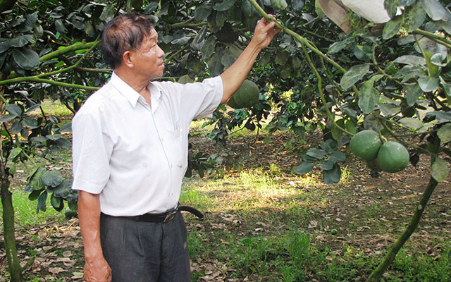 Với giá bán trung bình khoảng 50.000 đồng/kg, doanh thu hàng năm của gia đình ông đạt gần 14 tỷ đồng. Sau khi trừ chi phí, ông còn lãi gần 10 tỷ đồng. Ảnh: Trang Trại Việt.
