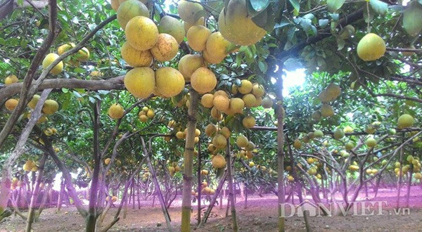 Ông Trần Hùng (hơn 80 tuổi) ở huyện Tân Lạc (Hòa Bình) sở hữu vườn bưởi sai trĩu quả gồm 140 cây bưởi với loại chính là bưởi đỏ và da xanh, trong đó có 130 cây có quả, đặc biệt có nhiều cây có trên dưới 500 quả. Ảnh: Dân Việt.