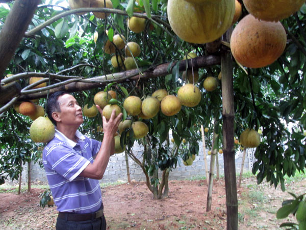 Từ trồng bưởi, ông Dương Tất Tính – Chi hội trưởng chi hội ND xóm Tân Hương 1, xã Thanh Hối (Tân Lạc, Hòa Bình) có thu nhập hàng tỷ đồng mỗi năm.
