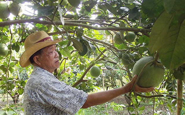 Hiện nay tổng diện tích đất của trang trại do ông Sáu Xê làm chủ có khoảng 12 ha trồng bưởi da xanh. Ông đang tiếp tục mở rộng diện tích sản xuất tại các địa phương khác. Riêng với 12ha trồng bưởi tại Hiếu Liêm, năng suất hàng năm của trang trại đạt khoảng 500 tấn quả/năm. Ảnh: Trang Trại Việt.