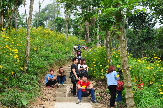 Hoa dã quỳ ở Ba Vì thường nở vào khoảng 2 tuần cuối tháng 10 hoặc đầu tháng 11 dương lịch hàng năm, trước khi lên tốt nhất các bạn nên liên hệ hỏi trước ban quản lý Vườn quốc gia Ba Vì. Ảnh: Pháp luật plus.