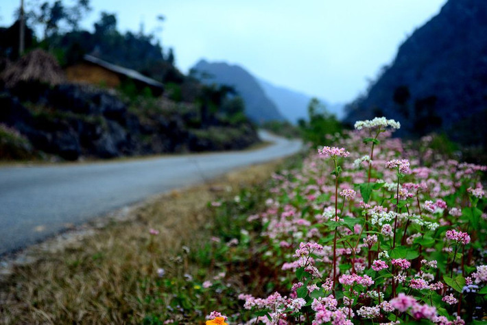 Một trong những tour du lịch ngắm hoa thu hút du khách trong nước và nước ngoài khác đó là tour ngắm hoa tam giác mạch ở Hà Giang. Mùa tam giác mạch ở Hà Giang kéo dài từ đầu tháng 10 đến hết tháng 12. Các tour ngắm hoa tam giác mạch tại Hà Giang, có chi phí trên dưới 3 triệu đồng/người (hành trình 3 ngày 2 đêm). Ảnh: Ivivu.