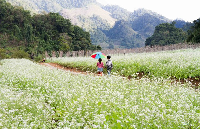 Những địa điểm đẹp ngắm hoa cải tại Mộc Châu là Thị trấn Nông trường Mộc Châu, khu vực gần bản Búa, Bản Áng (xã Đông Sang), Bản Pa Phách, Bản Thung Cuông (Thông Cuông)...Ảnh: VOV.